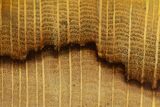 Polished Petrified Oak Wood Cabochon #171363-1